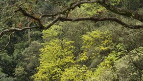 Ancient yellow ochna blossoms adorn Yen Tu peak