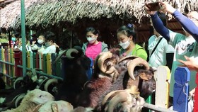 Domestic visitors flock to Saigon Zoo during “new normal”