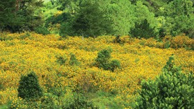 Blooming tree marigold in Da Lat