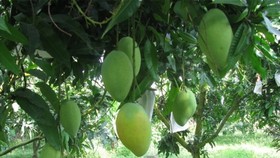 Nâng cao năng lực chuỗi giá trị xoài Đồng bằng sông Cửu Long