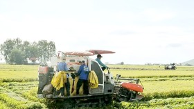 Nhanh chóng phục hồi sản xuất nông nghiệp