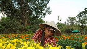 Làng cúc vạn thọ tại phường Bửu Long, TP Biên Hòa (tỉnh Đồng Nai) đang tất bật vào vụ thu hoạch hoa tết