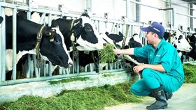Tây Ninh triển khai kế hoạch tái cơ cấu ngành nông nghiệp