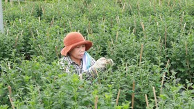 Làng hoa Vân Dương vượt khó phục vụ tết