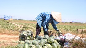 Trồng dưa hấu trên đất lúa mùa khô hạn cho thu nhập cao
