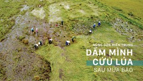 Nông dân miền Trung dầm mình cứu lúa sau mưa bão