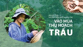 Người dân huyện miền núi Quảng Trị vào mùa thu hoạch trẩu