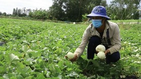 Hậu Giang: Nỗ lực kết nối đầu ra cho nhiều nông sản