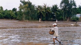 ĐBSCL thiếu khoảng 50.000 - 70.000 tấn lúa giống