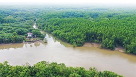 Rừng Cần Giờ. Ảnh: HOÀNG HÙNG