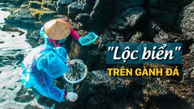 “Lộc biển” trên gành đá
