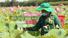 Nông dân dầm mình dưới bùn thu hoạch sen
