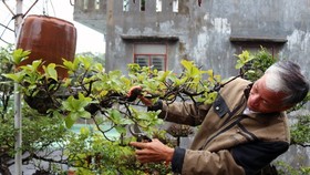 Khám phá vườn bonsai mọc ngược giữa phố