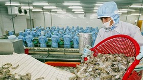Theo đại diện VASEP, nếu kịch bản lạc quan nhất thì kim ngạch xuất khẩu thủy sản năm nay sẽ tương đương với năm ngoái, đạt khoảng 8,4 tỷ USD.