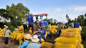 Nông dân sản xuất lúa đông xuân ở ĐBSCL được mùa, được giá