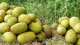 Nông dân thua lỗ vì nhiều loại trái cây rớt giá