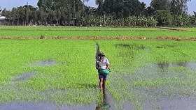 Giá phân bón ở ĐBSCL tiếp tục tăng cao, nông dân gặp khó