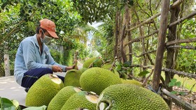 Giá mít Thái ở ĐBSCL giảm mạnh