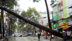 Kiểm tra xử lý cây xanh hạn chế gãy đổ trong mùa mưa bão