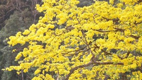 Đẹp nao lòng với “đại lão mai vàng” trên non thiêng Yên Tử