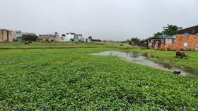 Đất nông nghiệp tại huyện Bình Chánh