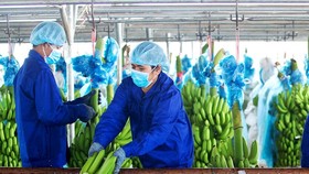 Chuối vẫn là sản phẩm mang lại doanh thu chủ lực của HAGL Agrico trong năm 2021, với 4.257 ha. Ảnh: HNG