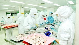 Food processing at CJ Cau Tre Joint Stock Company. (Photo: SGGP)