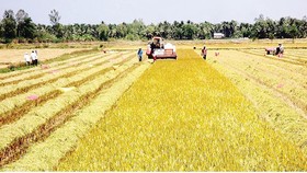 Traders flock to Mekong Delta provinces to deposit for winter-spring rice