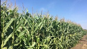Biotech crop area in Vietnam increases 26 times