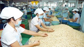 Vietnamese cashew industry sees trade deficit for the first time
