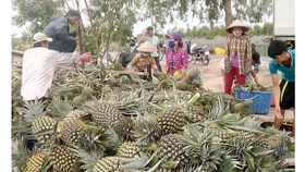 Pineapple price plummets in Tien Giang Province