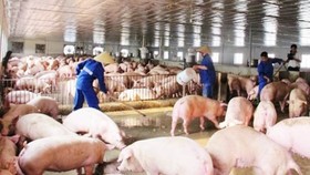 Imported pork not cause steep drop in live pork prices: MARD