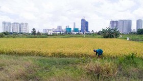 HCMC converts over 901 hectares of rice land