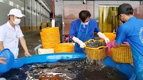 Shrimp exporters rush to achieve export target