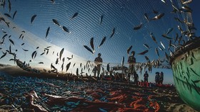 A bumper harvest of fishes by Nguyen Thanh Cuong