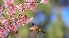Da Lat turns a ravishing shade of pink with cherry blossoms in full bloom