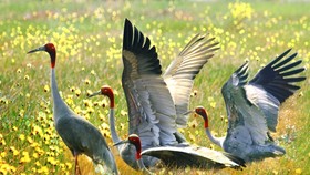 Red-headed crane is among the largest and heaviest cranes. (Photo: SGGP)