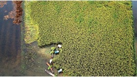 Central region’s farmers flock to fields to save rice after storm