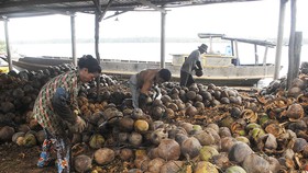 ĐBSCL: Giá dừa khô tăng cao