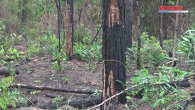 Hàng ngàn cây thông rừng gần 20 năm tuổi ở Lâm Đồng bị hạ độc
