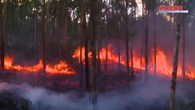 Huế, Đà Nẵng, Phú Yên liên tiếp xảy ra cháy rừng, đe doạ đường dây 500KV