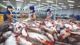 Doanh nghiệp cá tra vật lộn với Covid-19, xuất khẩu tháng 10 giảm gần 20%