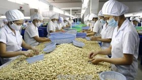Ngành điều Việt Nam tận dụng tốt cơ hội từ EVFTA