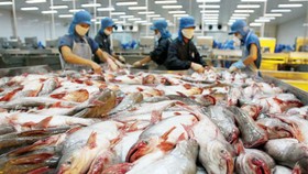 Thị trường các nước CPTPP, sức hút lớn với cá tra Việt Nam 