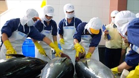 Vì sao xuất khẩu cá ngừ tháng 8 tăng mạnh?