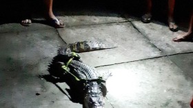Con cá sấu bắt được nhà ông Tém. Ảnh: Thanh Minh