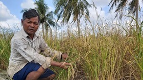 Lúa của người dân trên địa bàn xã Khánh Bình Tây Bắc (huyện Trần Văn Thời) bị thiệt hại do hạn hán