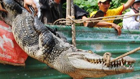 Dân lo âu khi liên tiếp phát hiện cá sấu sổng chuồng