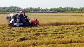 Bạc Liêu nhờ các tỉnh lân cận hỗ trợ người và phương tiện thu hoạch lúa hè thu