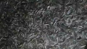  Cà Mau: Điều tra ao tôm công nghiệp nghi bị đầu độc